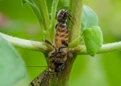 araignée crabe et panorpe se disputant la dépouille d'une abeille (jardin)