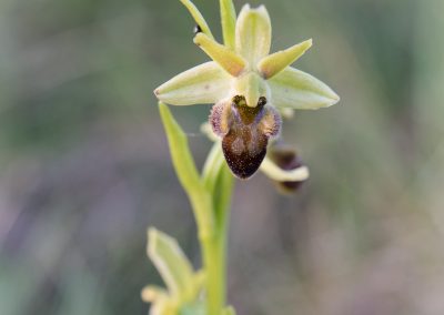orchidée (Ophrys aranifera ) / pic Saint-Loup