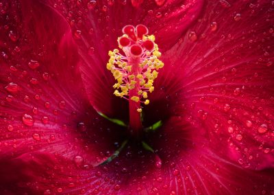 Hibiscus après la pluie