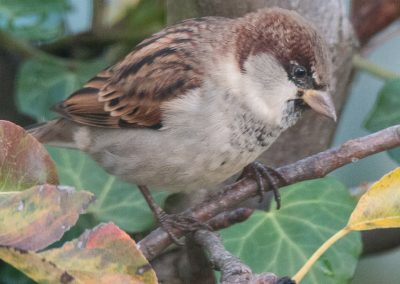 Moineau domestique (Passer domesticus) - House Sparrow [jardin]