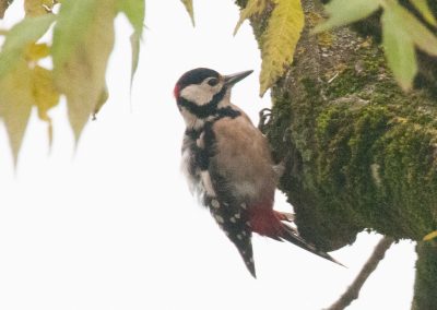 Pic épeiche (Dendrocopos major) - Great Spotted Woodpecker [jardin]